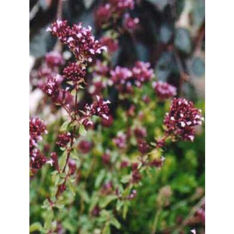 Origan 'Herrenhausen' Godet de 8/9 cm (1/4)