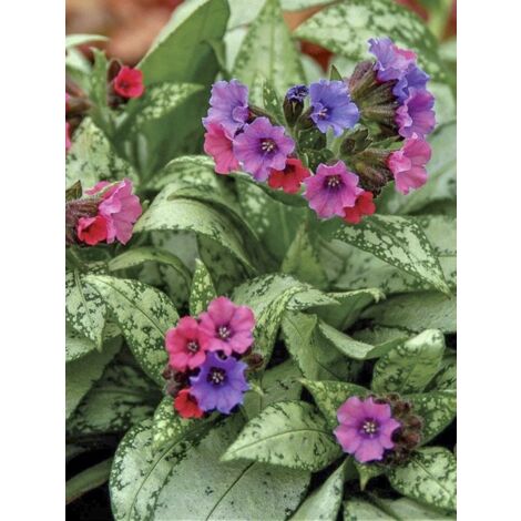 Pulmonaire 'Silver Bouquet' Godet de 8/9 cm