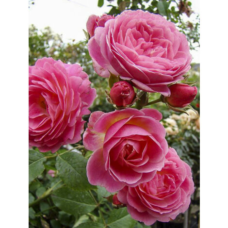Rosier arbuste moschata 'Walferdange' Pot de 4L/5L (1/2)