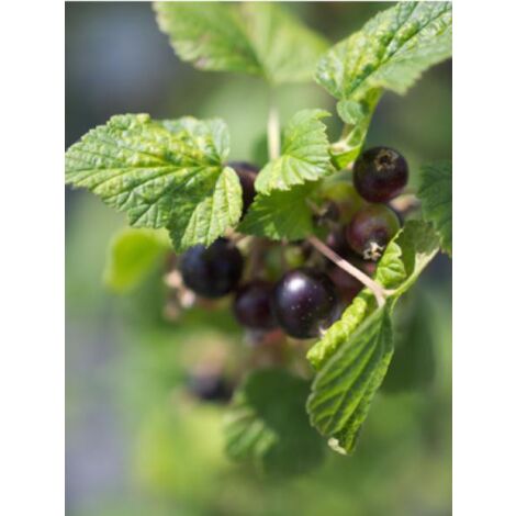 Cassissier 'Andega' Pot de 1,5L/2L, Buisson (1/2)
