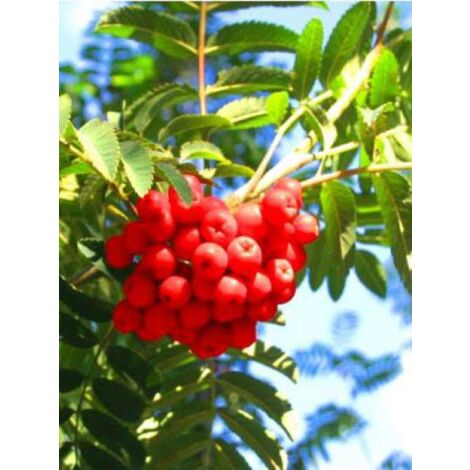 Sorbier des oiseleurs 'Sheerwater Seedling' Pot de 12L/15L, Baliveau (1/3)