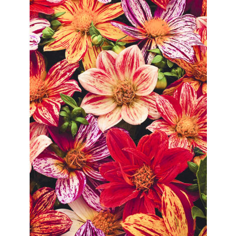 Dahlia variabilis 'Fireworks Mixed' le sachet de 12 graines (1/2)