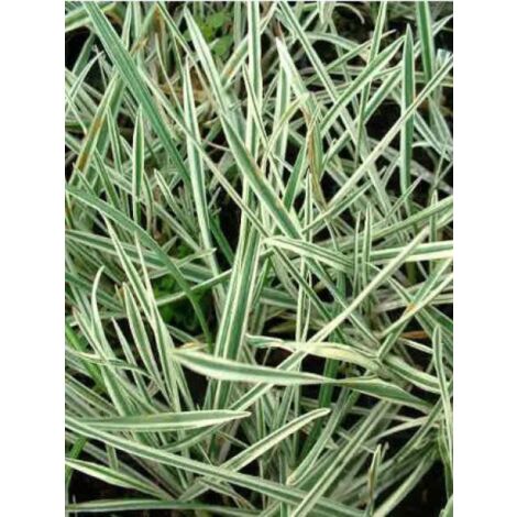 Arrhenatherum elatius ssp. Bulbusom 'Variegatum' Godet de 8/9 cm (1/3)