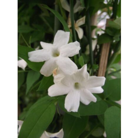 Jasmin blanc, officinal 'Affinis' Pot de 3L/4L