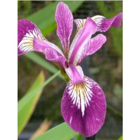 Iris versicolor 'Kermesina' Godet de 8/9 cm