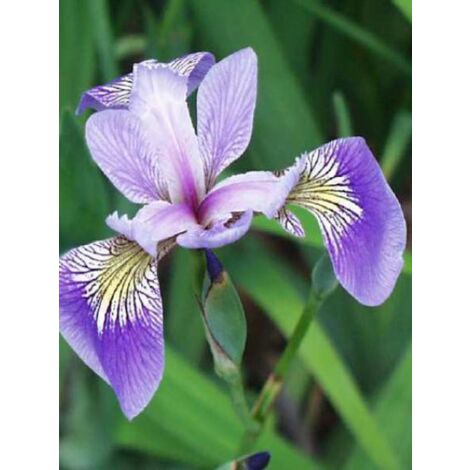 Iris versicolor Godet de 8/9 cm (1/5)