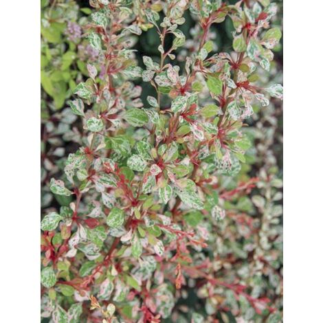 Épine-vinette de Thunberg 'Natasza' Pot de 2L/3L (1/4)