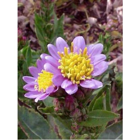 Aster de Tartarie 'Jindai' Godet de 8/9 cm (1/5)