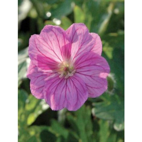 Géranium vivace 'Blushing Turtle' Godet de 8/9 cm