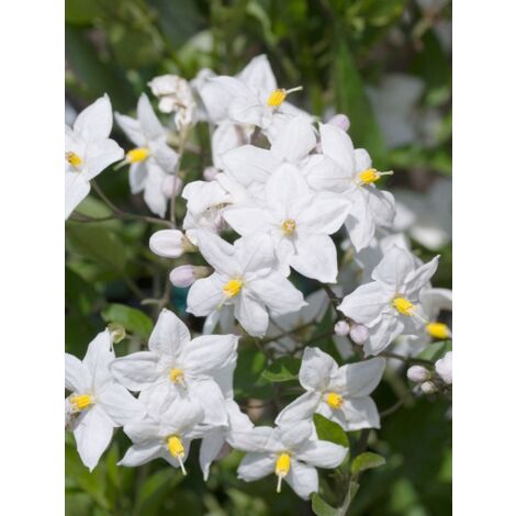 Morelle faux-jasmin 'Album' Pot de 2L/3L (1/3)