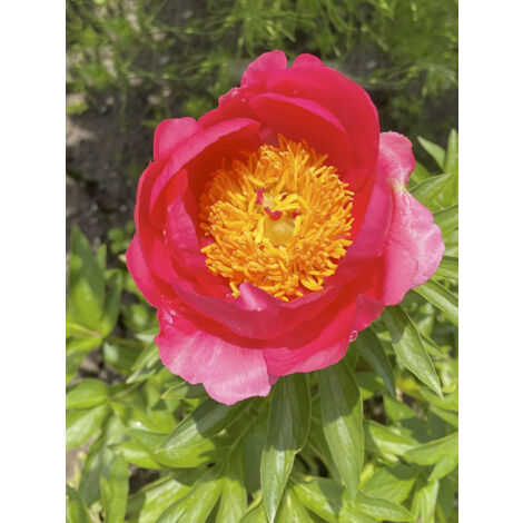 Pivoine de Chine 'Coral Magic' Pot de 3L/4L