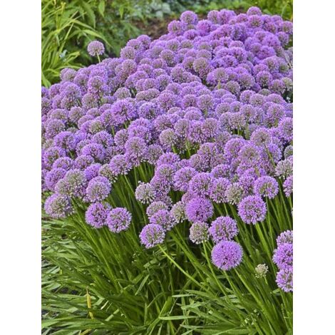 Ail d'ornement 'Millenium' Pot de 2L/3L