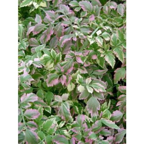 Oenanthe javanica 'Flamingo' Godet de 8/9 cm (1/4)