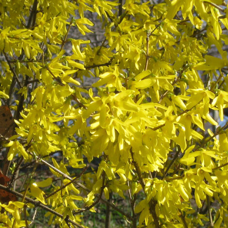 Forsythia Nimbus - Mimosa de Paris nain Pot de 3L/4L (1/3)