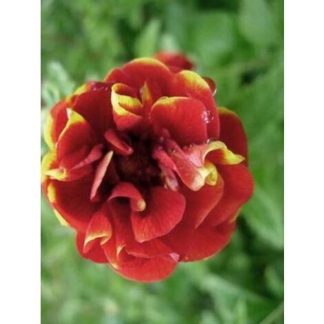 Potentilla 'Arc En Ciel' Godet de 8/9 cm (1/3)