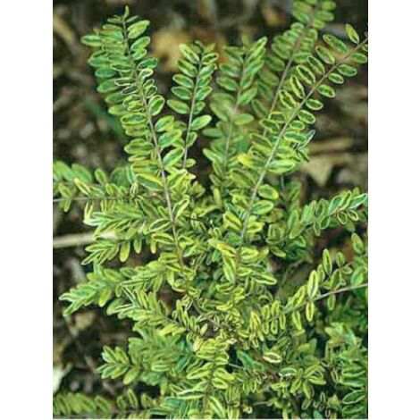 Chèvrefeuille à feuilles de buis 'Lemon Beauty' Pot de 2L/3L (1/3)