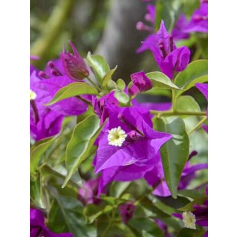 Bougainvilliée glabre 'Sanderiana' Pot de 12L/15L (1/2)