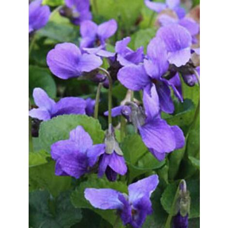 Violette à parfum 'Königin Charlotte' Godet de 8/9 cm