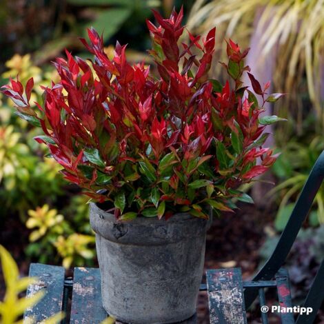 Leucothoe fontanesiana Little Flames Pot de 4L/5L (1/3)