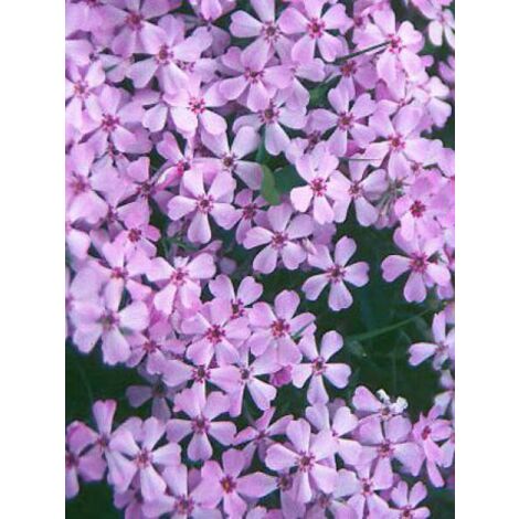 Phlox nain 'Lilac Cloud' Godet de 8/9 cm (1/3)