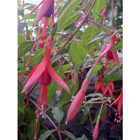 Fuchsia de Magellan 'Gracilis' Godet de 8/9 cm (1/4)
