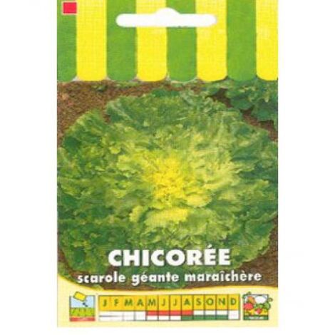 Chicorée scarole 'Géante Maraîchère' le sachet de 1800 graines (3g) (1/2)