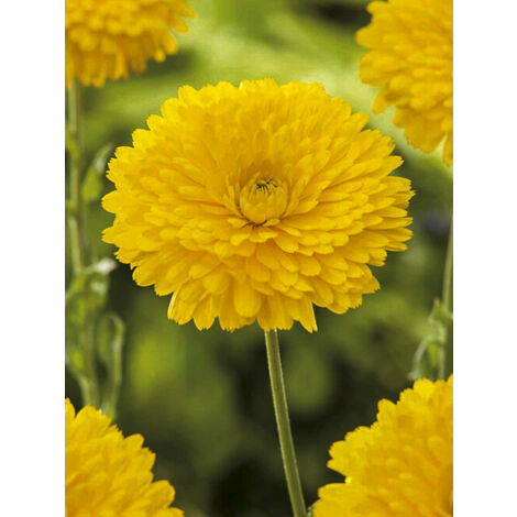 Souci des jardins 'Ball's Golden Yellow' le sachet de 300 graines (2,5g) (1/2)