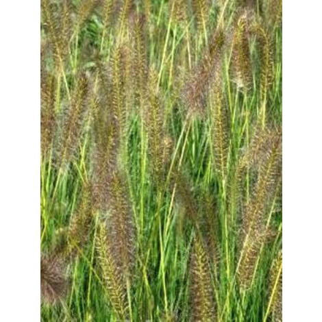 Herbe aux écouvillons 'Goldstrich' Godet de 8/9 cm (1/2)