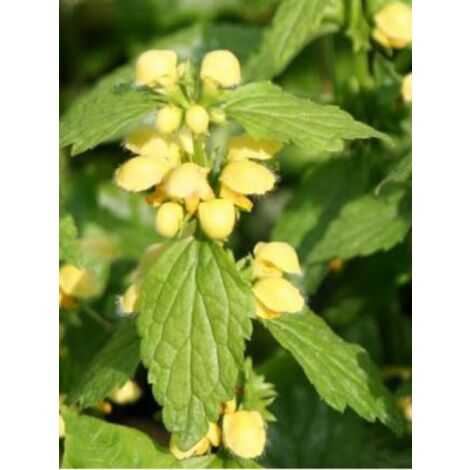 Ortie jaune Godet de 8/9 cm
