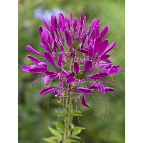 Cléome 'Violet Queen' le sachet de 450 graines (1g) (1/2)