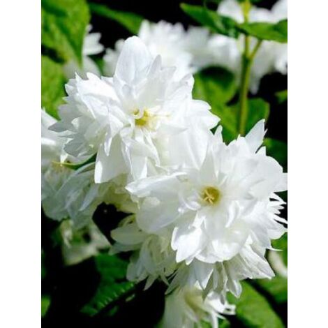 Seringat 'Dame Blanche' Godet de 8/9 cm