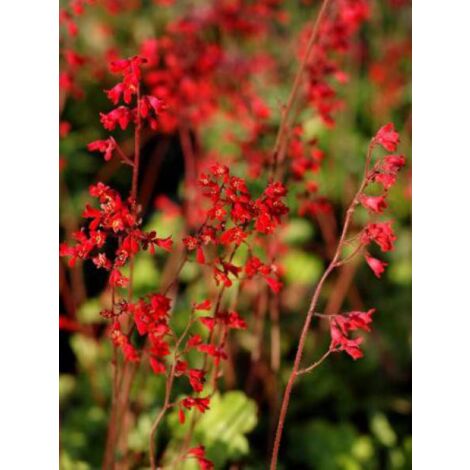 Heuchère 'Leuchtkaefer' – Plante fleurie d'intérieur – Fleurs rouge écarlate légèrement parfumées – Exposition mi-ombre, ombre – Godet 8/9 cm