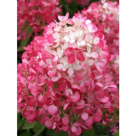 Hortensia paniculé 'Diamant Rouge' Pot de 7,5L/10L, 3/4 branches (1/3)