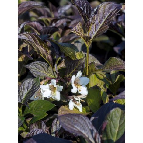 Weigela 'Ebony and Ivory' Pot de 7,5L/10L (1/4)