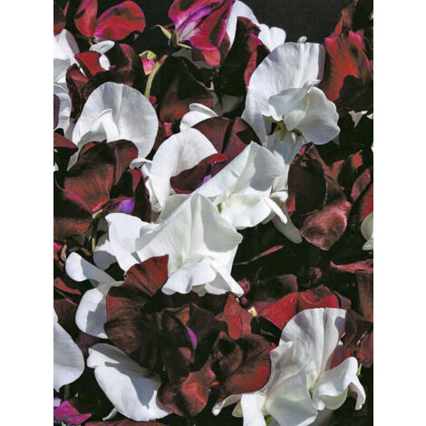Pois de senteur 'Night & Day' le sachet de 30 graines (3g) (1/2)