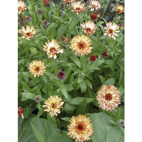 Souci des jardins 'Sunny Girl' le sachet de 50 graines (0,4g) (1/2)