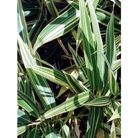 Hibanobambusa tranquillans 'Shiroshima' Pot de 4L/5L (1/4)