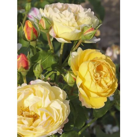 Rosier moderne 'Château de Cheverny' Pot de 3L/4L