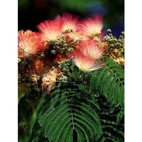 Arbre de soie le sachet de 20 graines (1g)