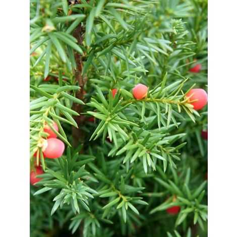 If 'Hicksii' Godet de 8/9 cm