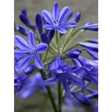 Agapanthe 'Lapis Lazuli' Pot de 2L/3L (1/2)