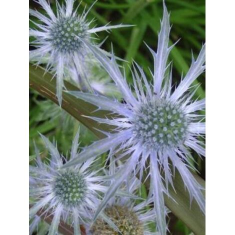 Chardon bleu, Panicaut à feuilles planes Pot de 2L/3L
