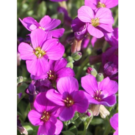 Aubriète 'Red Carpet' Godet de 8/9 cm (1/2)