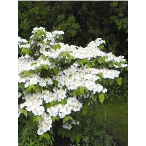 Viorne de Chine 'Tomentosum' Pot de 2L/3L