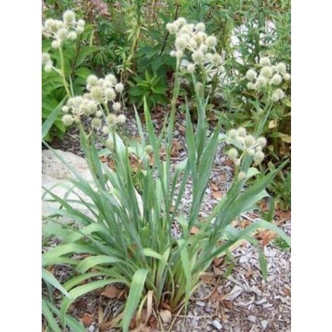 Eryngium à feuilles de Yucca Godet de 8/9 cm (1/4)
