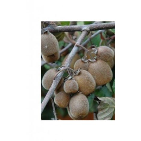 Kiwi auto-fertile Solissimo® 'Renact' Pot de 1L/1,5L