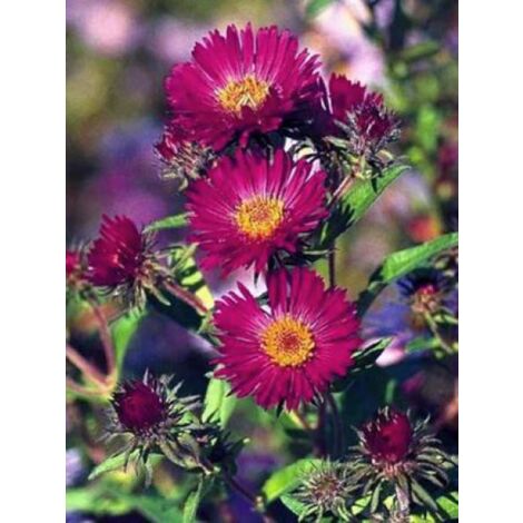Aster de la Nouvelle-Angleterre 'September Ruby' Godet de 7/8 cm (1/2)