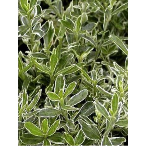 Fusain du Japon 'Microphyllus Albovariegatus' Pot de 2L/3L (1/2)