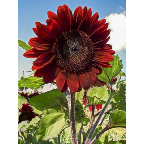 Soleil des jardins le sachet de 30 graines (1g) (1/2)