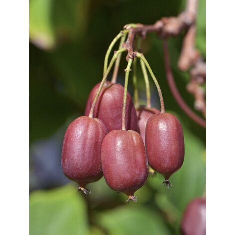 Kiwi, Kiwai 'Red Jumbo' femelle Pot de 1,5L/2L